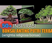 Lagu Bonsai Anting Putri Artinya